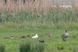 20180519_Ross Gans_It Heideskip_01